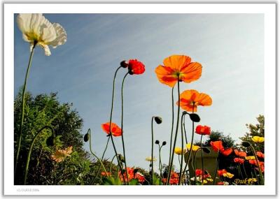 The Love Story of Flowers