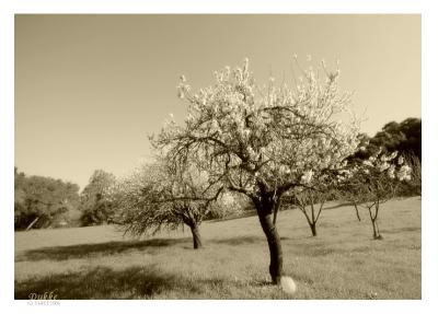 Peach trees blooming!