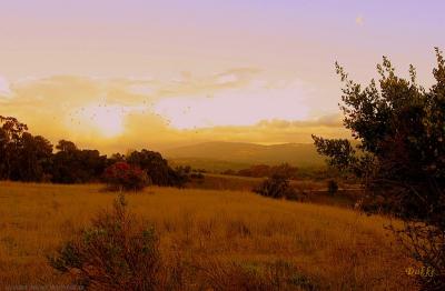 Sunset on the meadow