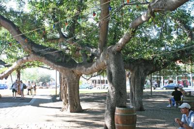 Banyan Tree.jpg