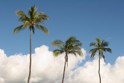 Three Palm Trees.jpg