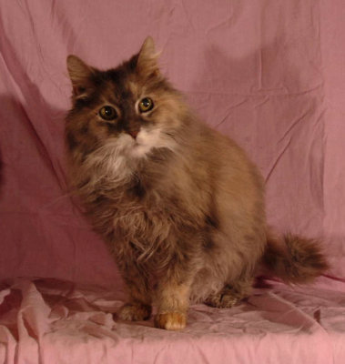 Fluffy---Disco---6868.jpg