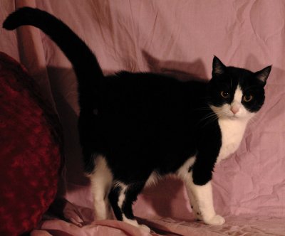 Kit_Kat---Hall---0000.jpg