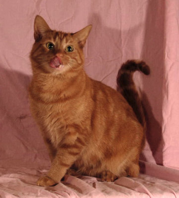 Romeow---Sing_Sing---0167.jpg