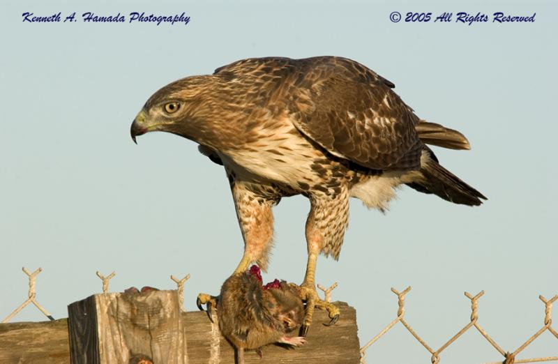 Red Tailed Feeding 034.jpg