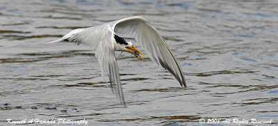 Terns 058.jpg