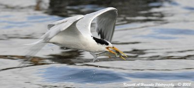 Terns 059.jpg