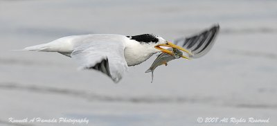 Terns 060.jpg