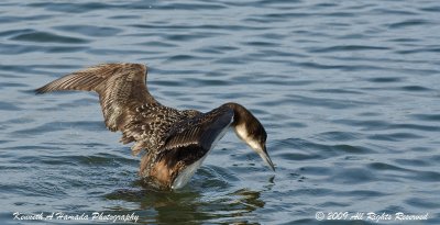 Common Loon 0015.jpg