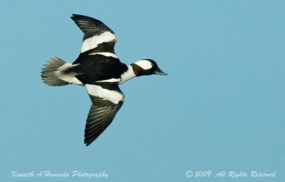 Bufflehead 011.jpg