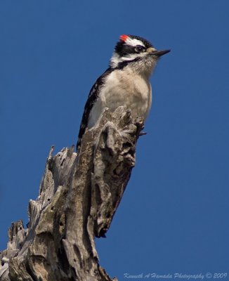 Downy Woodpecker 005.jpg