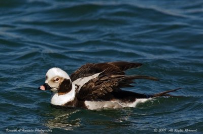 Long-tailed Duck 002.jpg