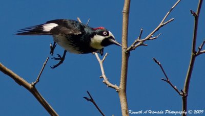 acorn_woodpecker