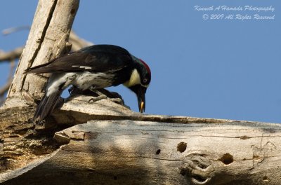 Acorn Woodpecker 002.jpg