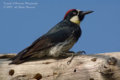 Acorn Woodpecker 003.jpg