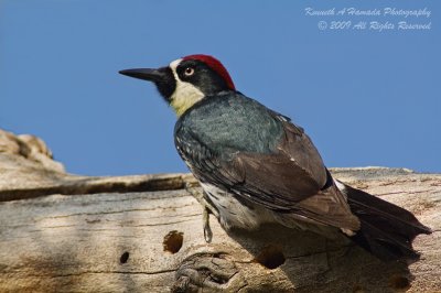 Acorn Woodpecker 005.jpg