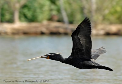 Double Crested Cormorant027.jpg