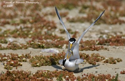 Least Tern 023.jpg