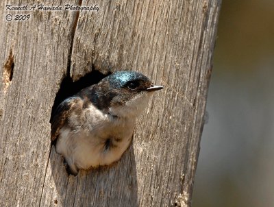 Tree Swallow 015.jpg
