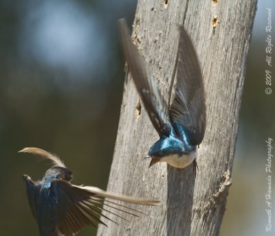 Tree Swallow 016.jpg