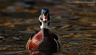 Wood Duck 013.jpg