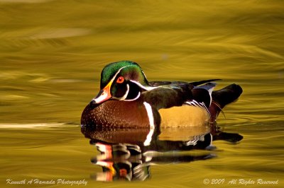 Wood Duck 014.jpg