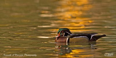 Wood Duck 015.jpg