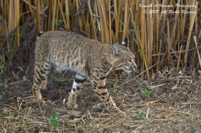 Bobcat 036.jpg