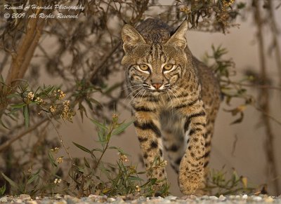Bobcat 037.jpg