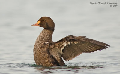 King Eider 007.jpg