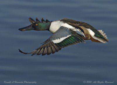 northern_shoveler