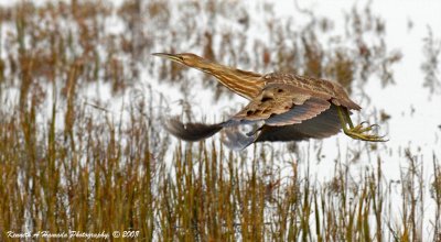 American Bittern 004.jpg