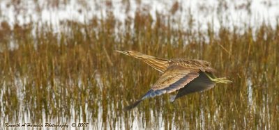 American Bittern 005.jpg