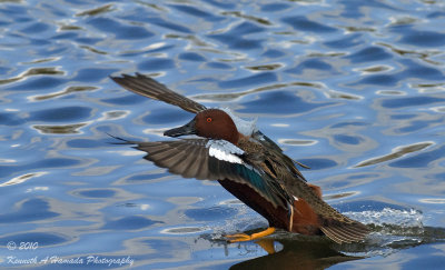 Cinnamon Teal 002.jpg