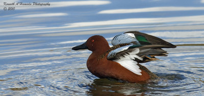 Cinnamon Teal 006.jpg