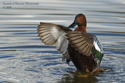 Cinnamon Teal 007.jpg