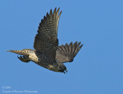 Peregrine Falcon 045.jpg