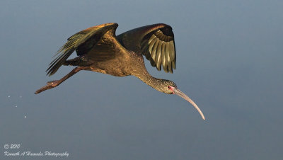 Ibis 065.jpg