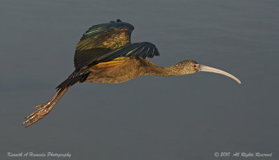 Ibis 067.jpg