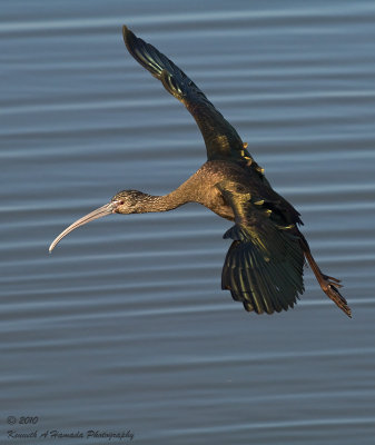 Ibis 068.jpg