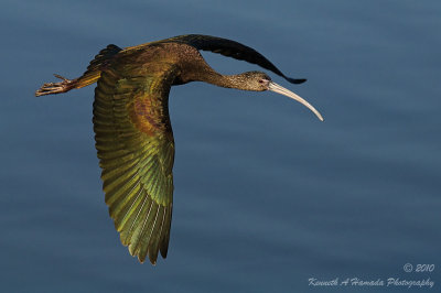 Ibis 069.jpg