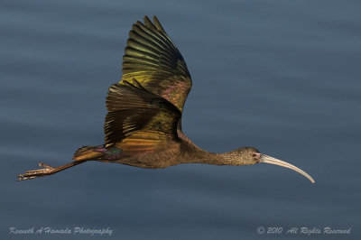 Ibis 071.jpg