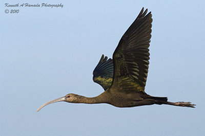 Ibis 073.jpg