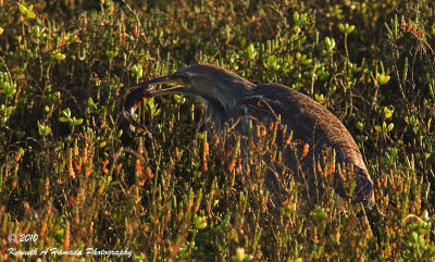 American Bittern 010.jpg