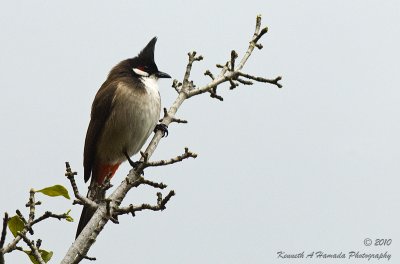 Red-whiskered Bulbul 001.jpg