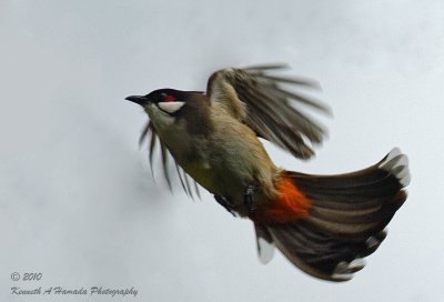 Red-whiskered Bulbul 002.jpg