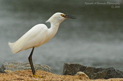 snowy_egret