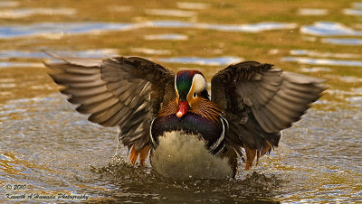 Mandarin Duck 024.jpg