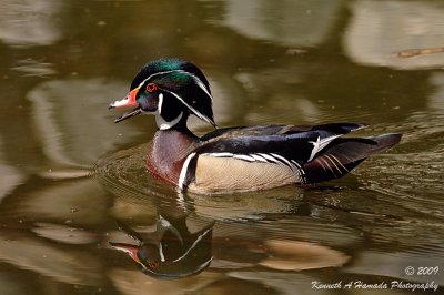 Wood Duck 016.jpg