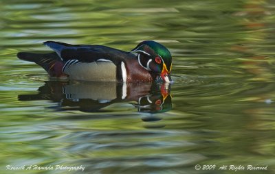 Wood Duck 017.jpg